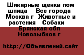 Шикарные щенки пом шпица  - Все города, Москва г. Животные и растения » Собаки   . Брянская обл.,Новозыбков г.